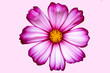 Sommerblume