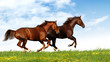 Images : horses gallop