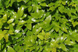 Green hedge with shiny leaves