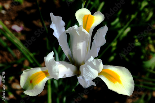 Schönheit einer Blume
