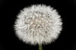 Dandelion isolated on black