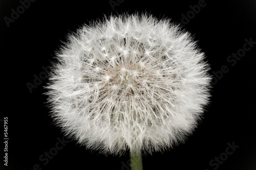 Photo: Dandelion isolated on black Dandelion isolated on black