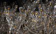 dead flowers coated in an early winter ice