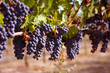 Merlot Grapes on Vine in Vineyard
