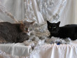 Tinsel Cats 11