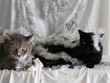 Tinsel Cats 20