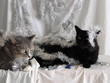 Tinsel Cats 19