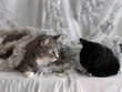 Tinsel Cats 16