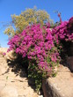 Madagascar - bougainvillée.