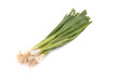 young green onion on the white background young green onion on the white background