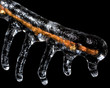 five icicles on a single branch