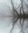Magic forest of misty