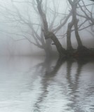 Magic forest of misty - Fine Art prints