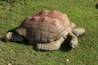 tortue
