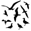 Isolated Seagulls