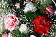 beautiful flowers close up pink red macro like card