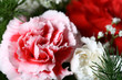 pink flower