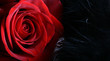 red rose