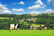 Cows grazing on a green pasture in rural Brittany, France Cows grazing on a green pasture in rural Brittany, France