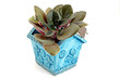 Flower in flowerpot