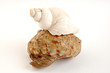 Seashell on white background
