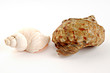 Seashell on white background