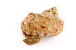 Seashell on white background