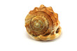seashell isolated on the white background