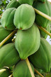 papaya