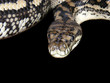 DELUXE SNAKE