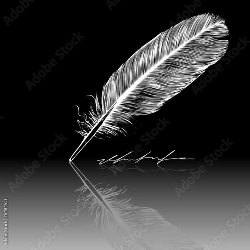 Vector: Reflecting white feather Reflecting white feather