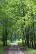 Ground road in the summer forest Ground road in the summer forest