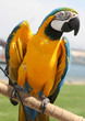 Macaw, blue and gold Macaw, blue and gold