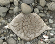 whale bone found on the beach in antarctica