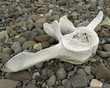 a bone from a whale vertebrae on a beach in antarctica.