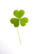  Three-leaved clover leaf