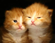 family portrait