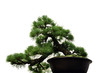 Bonsai