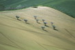 Scattered olive trees on a sloping field
