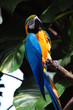 the colourful parrot