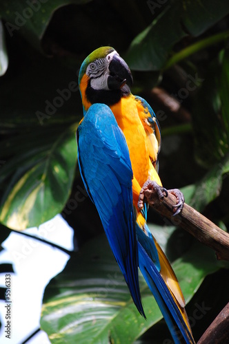 Photo: the colourful parrot the colourful parrot