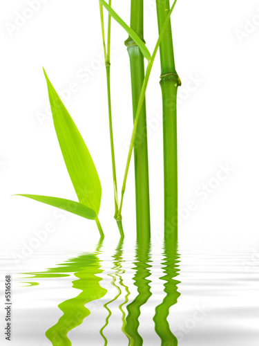 bamboo
