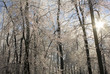 the sun peaking it's way into a forest after an ice storm