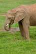 African elephant in the national park. Shallow DOF