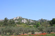 paesaggio con papaveri
