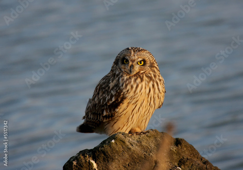 Photo: HIBOU DES MARAIS HIBOU DES MARAIS