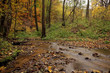 Creek in the forest in Autumn