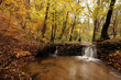 Creek in the forest in Autumn