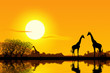Africa