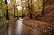 Creek in the forest in Autumn